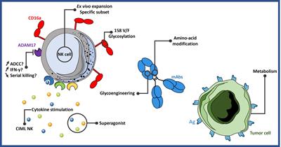 From CD16a Biology to Antibody-Dependent Cell-Mediated Cytotoxicity Improvement